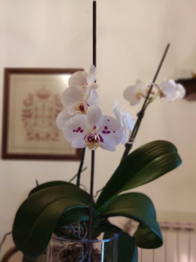 Casa Padre Alexandre Guest House Covide ภายนอก รูปภาพ